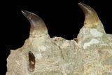 Mosasaur Jaw Section with Two Teeth - Morocco #165993-3